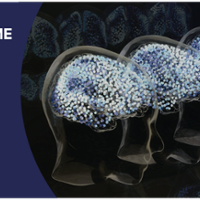 Einstein in the Dome - My Virtual Brain 2025