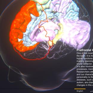 Brain Atlas App - Thumb